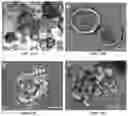 Fig. 17 - IN VITRO EQUINE MODEL SYSTEMS AND THEIR INTEGRATION INTO HORSE-ON-A-CHIP PLATFORM