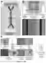 Fig. 03 - Methods relating to intestinal organ-on-a-chip