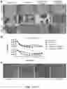Fig. 04 - Methods relating to intestinal organ-on-a-chip