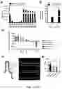 Fig. 06 - Methods relating to intestinal organ-on-a-chip