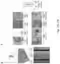 Fig. 19 - Methods relating to intestinal organ-on-a-chip