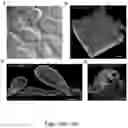 Fig. 20 - Methods relating to intestinal organ-on-a-chip