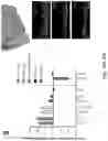 Fig. 21 - Methods relating to intestinal organ-on-a-chip
