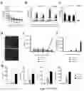 Fig. 23 - Methods relating to intestinal organ-on-a-chip