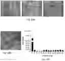 Fig. 27 - Methods relating to intestinal organ-on-a-chip