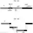 Fig. 21 - Antibody conjugates and methods of making and using the same