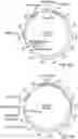 Fig. 11 - Engineered CRISPR-Cas9 nucleases with altered PAM specificity