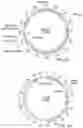 Fig. 12 - Engineered CRISPR-Cas9 nucleases with altered PAM specificity