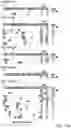 Fig. 35 - Engineered CRISPR-Cas9 nucleases with altered PAM specificity