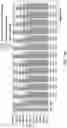 Fig. 23 - Affinity tag for recombination protein recruitment