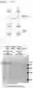 Fig. 09 - NOVEL RECOMBINANT FACTOR C AND METHOD FOR PRODUCING THE SAME, AND METHOD FOR MEASURING ENDOTOXIN