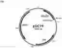 Fig. 02 - Purification Process for Biological Molecules Such as Plasmid DNA Using Anionic Exchange Chromatography