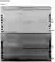 Fig. 07 - Purification Process for Biological Molecules Such as Plasmid DNA Using Anionic Exchange Chromatography