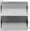 Fig. 09 - Purification Process for Biological Molecules Such as Plasmid DNA Using Anionic Exchange Chromatography