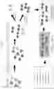 Fig. 06 - Compartment-Free Single Cell Genetic Analysis