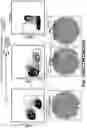 Fig. 25 - BARCODED CLONAL TRACKING OF GENE TARGETING IN CELLS