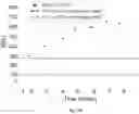 Fig. 22 - Methods of synthesizing oligonucleotides using tethered nucleotides