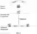 Fig. 08 - SYSTEMS, METHODS, AND COMPOSITIONS FOR SITE-SPECIFIC GENETIC ENGINEERING USING PROGRAMMABLE ADDITION VIA SITE-SPECIFIC TARGETING ELEMENTS (PASTE)