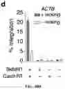 Fig. 141 - SYSTEMS, METHODS, AND COMPOSITIONS FOR SITE-SPECIFIC GENETIC ENGINEERING USING PROGRAMMABLE ADDITION VIA SITE-SPECIFIC TARGETING ELEMENTS (PASTE)