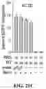 Fig. 29 - SYSTEMS, METHODS, AND COMPOSITIONS FOR SITE-SPECIFIC GENETIC ENGINEERING USING PROGRAMMABLE ADDITION VIA SITE-SPECIFIC TARGETING ELEMENTS (PASTE)