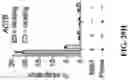 Fig. 65 - SYSTEMS, METHODS, AND COMPOSITIONS FOR SITE-SPECIFIC GENETIC ENGINEERING USING PROGRAMMABLE ADDITION VIA SITE-SPECIFIC TARGETING ELEMENTS (PASTE)