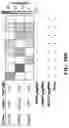 Fig. 99 - SYSTEMS, METHODS, AND COMPOSITIONS FOR SITE-SPECIFIC GENETIC ENGINEERING USING PROGRAMMABLE ADDITION VIA SITE-SPECIFIC TARGETING ELEMENTS (PASTE)