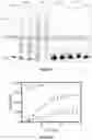 Fig. 10 - ENZYMATIC RNA SYNTHESIS