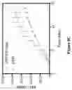 Fig. 11 - ENZYMATIC RNA SYNTHESIS