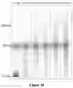 Fig. 13 - ENZYMATIC RNA SYNTHESIS
