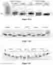 Fig. 14 - ENZYMATIC RNA SYNTHESIS