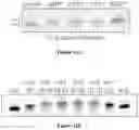 Fig. 16 - ENZYMATIC RNA SYNTHESIS