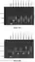 Fig. 24 - ENZYMATIC RNA SYNTHESIS