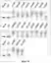 Fig. 28 - ENZYMATIC RNA SYNTHESIS