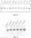 Fig. 33 - ENZYMATIC RNA SYNTHESIS