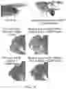 Fig. 26 - RNA-TARGETING CAS ENZYMES