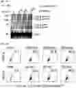 Fig. 08 - CTLA-4 aptamer conjugates