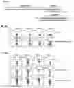 Fig. 11 - CTLA-4 aptamer conjugates