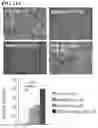 Fig. 18 - CTLA-4 aptamer conjugates