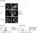 Fig. 19 - CTLA-4 aptamer conjugates