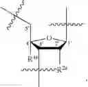 Fig. 24 - OLIGONUCLEOTIDE COMPOSITIONS AND METHODS OF USE THEREOF