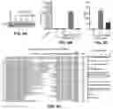 Fig. 12 - CAS12a GUIDE RNA MOLECULES AND USES THEREOF