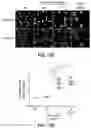 Fig. 18 - CAS12a GUIDE RNA MOLECULES AND USES THEREOF