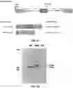 Fig. 32 - CAS12a GUIDE RNA MOLECULES AND USES THEREOF