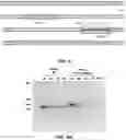 Fig. 33 - CAS12a GUIDE RNA MOLECULES AND USES THEREOF