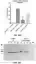 Fig. 34 - CAS12a GUIDE RNA MOLECULES AND USES THEREOF