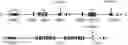 Fig. 01 - Altering Gene Expression in Modified T Cells and Uses Thereof