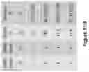 Fig. 103 - Altering Gene Expression in Modified T Cells and Uses Thereof