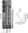 Fig. 113 - Altering Gene Expression in Modified T Cells and Uses Thereof