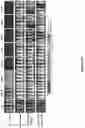 Fig. 131 - Altering Gene Expression in Modified T Cells and Uses Thereof