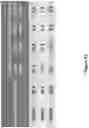 Fig. 150 - Altering Gene Expression in Modified T Cells and Uses Thereof